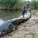 Польський рибалка впіймав сома-гіганта