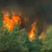 На Донеччині рятувальники майже тиждень боролись із лісовою пожежею