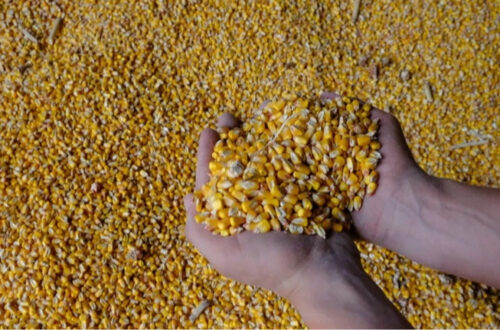 Туреччина значно збільшила імпорт української кукурудзи