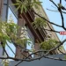 У центрі Києва вдруге за сезон почав цвісти каштан (фото, відео)