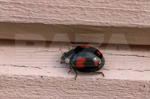 Центральну та Південну Росію тероризують хижі сонечка