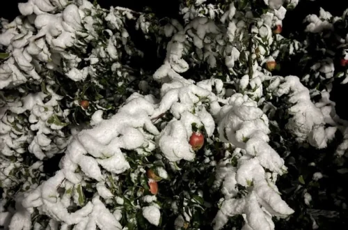 Карпати вкрило снігом. У горах Буковини – справжня зима