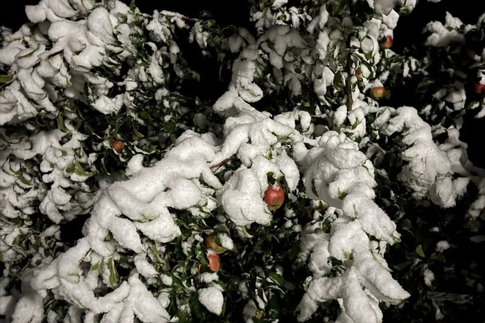 Карпати вкрило снігом. У горах Буковини – справжня зима