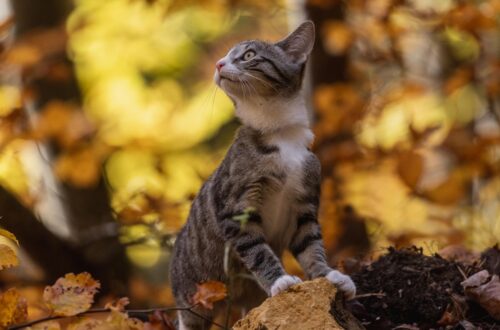 Синоптики спрогнозували, якою буде погода в жовтні