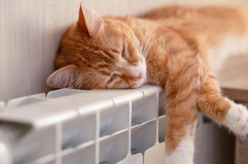 Стало відомо, коли включать опалення в Україні