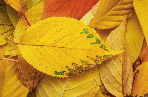 Гороскоп для всіх знаків зодіаку на 7 жовтня 2025 року