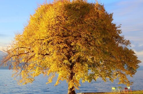 Гороскоп для всіх знаків зодіаку на 9 жовтня 2025 року