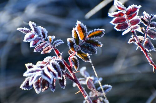Дощі та нічні заморозки: погода на початок тижня