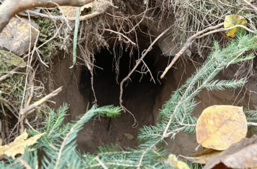 На кордоні між Польщею та Білоруссю виявили тунель