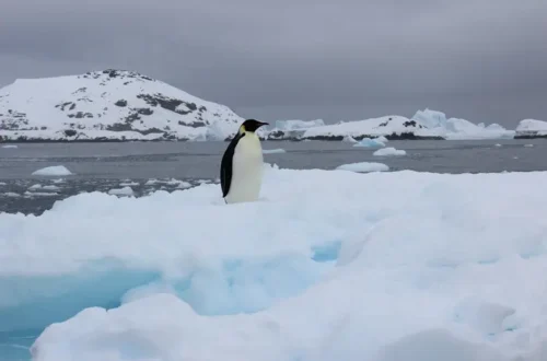 Українські полярники зустріли рідкісного птаха (фото)