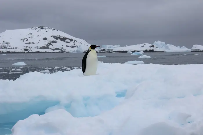 Українські полярники зустріли рідкісного птаха (фото)