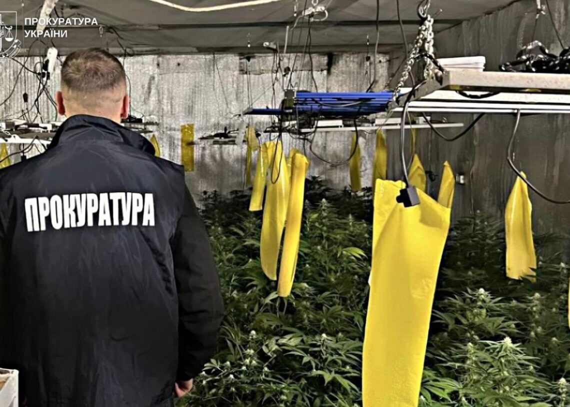 Вирощування коноплі у підвалі будинку: викрито групу наркоділків