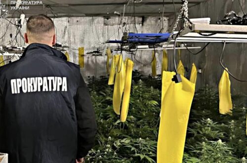 Вирощування коноплі у підвалі будинку: викрито групу наркоділків
