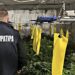 Вирощування коноплі у підвалі будинку: викрито групу наркоділків