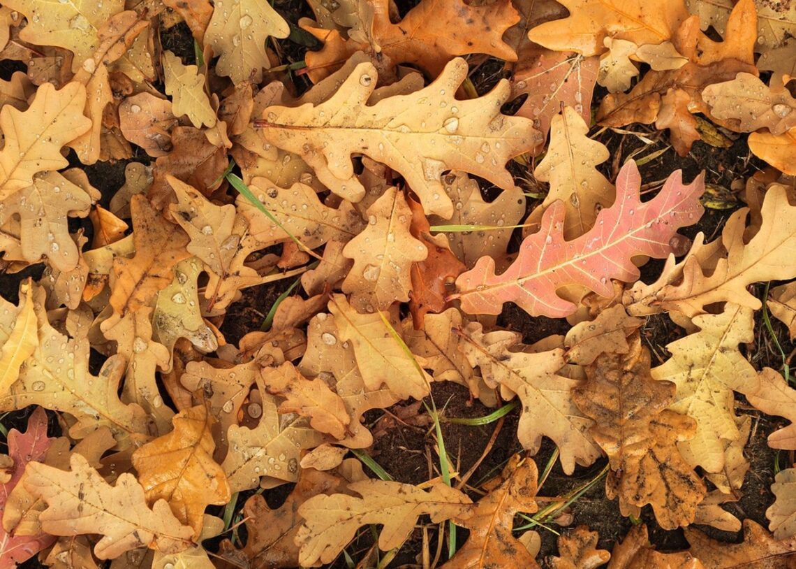 Гороскоп для всіх знаків зодіаку на 24 жовтня 2025 року