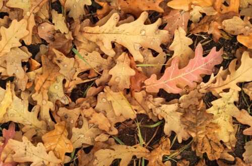 Гороскоп для всіх знаків зодіаку на 24 жовтня 2025 року