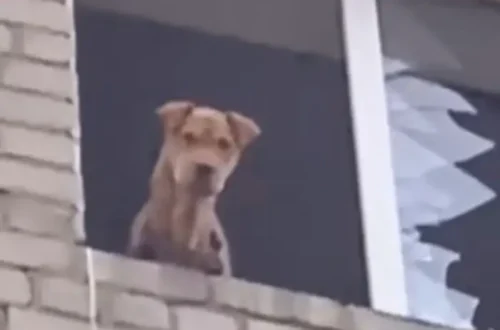 Донеччина: врятовано собаку, яка місяць перебувала на п’ятому поверсі зруйнованого дому