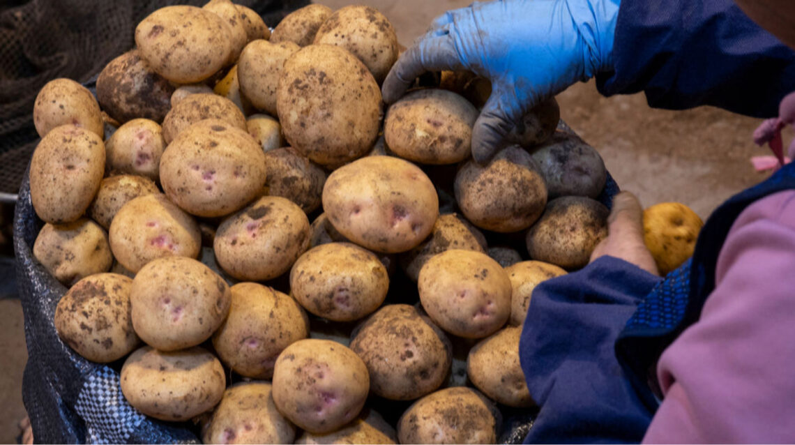 Україна збільшила імпорт картоплі у 5 разів: хто основні постачальники