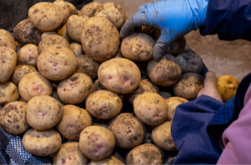 Україна збільшила імпорт картоплі у 5 разів: хто основні постачальники