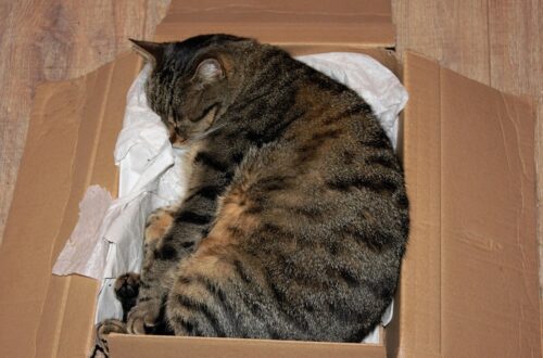 У Німеччині жінка відправила кішку поштою