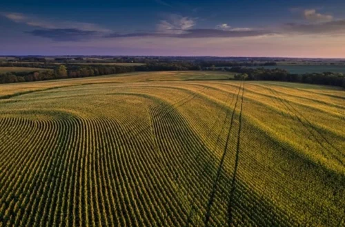 Скільки в Україні коштує гектар землі? Найдешевші та найдорожчі регіони