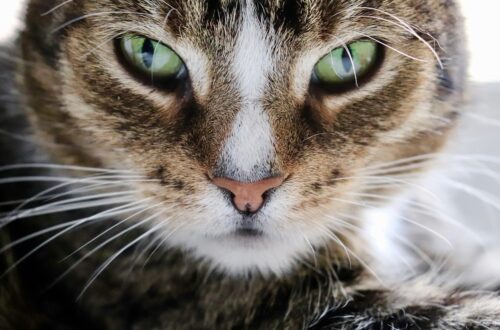 Гороскоп для всіх знаків зодіаку на 27 січня 2026 року