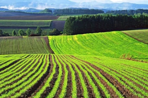 Ринок сільгоспземель в Україні встановив новий рекорд