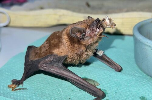 У Харкові на балконі врятували понад 900 кажанів