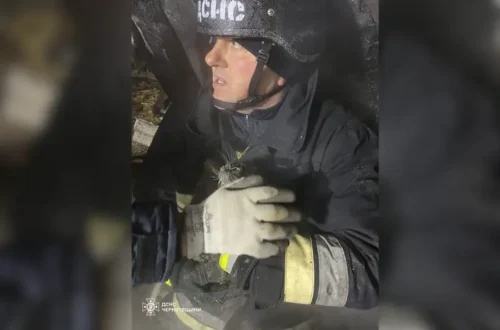 Чернігівщина: ДСНС врятувала кота, який опинився під завалами після удару РФ