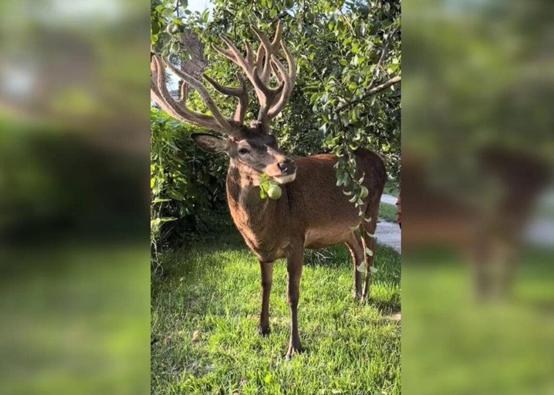 Відомого оленя Бориса з Рівненщини збила машина