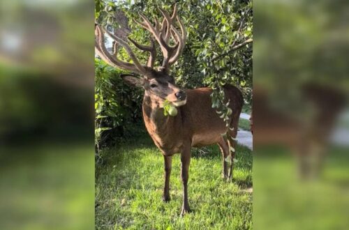 Відомого оленя Бориса з Рівненщини збила машина