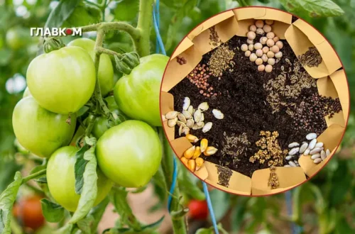 Як правильно вибирати насіння овочів: 10 порад фахівця