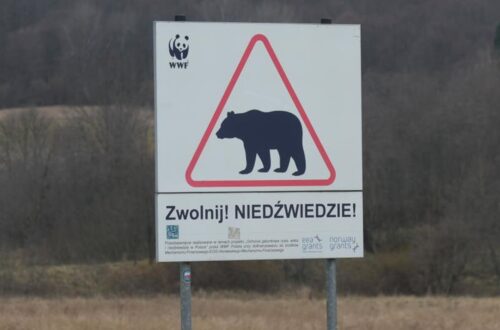В Польщі на кордоні з Україною ведмідь загриз жінку