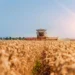 Урожай-2026: чи вистачить Україні зерна