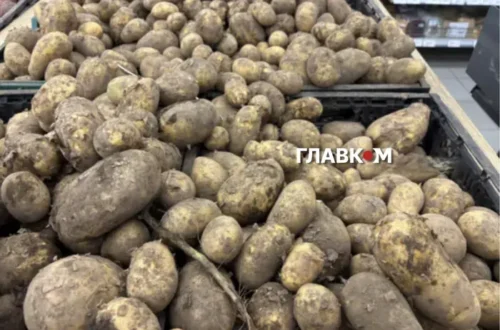 Картопля подорожчає восени? Науковець пояснив, як спека вплинула на врожай