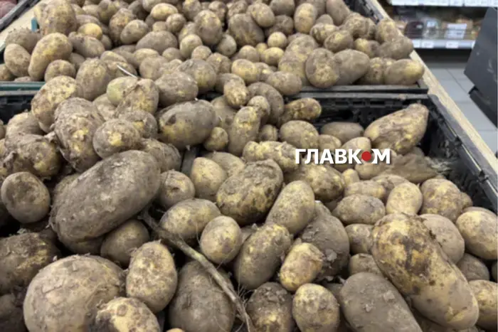 Картопля подорожчає восени? Науковець пояснив, як спека вплинула на врожай